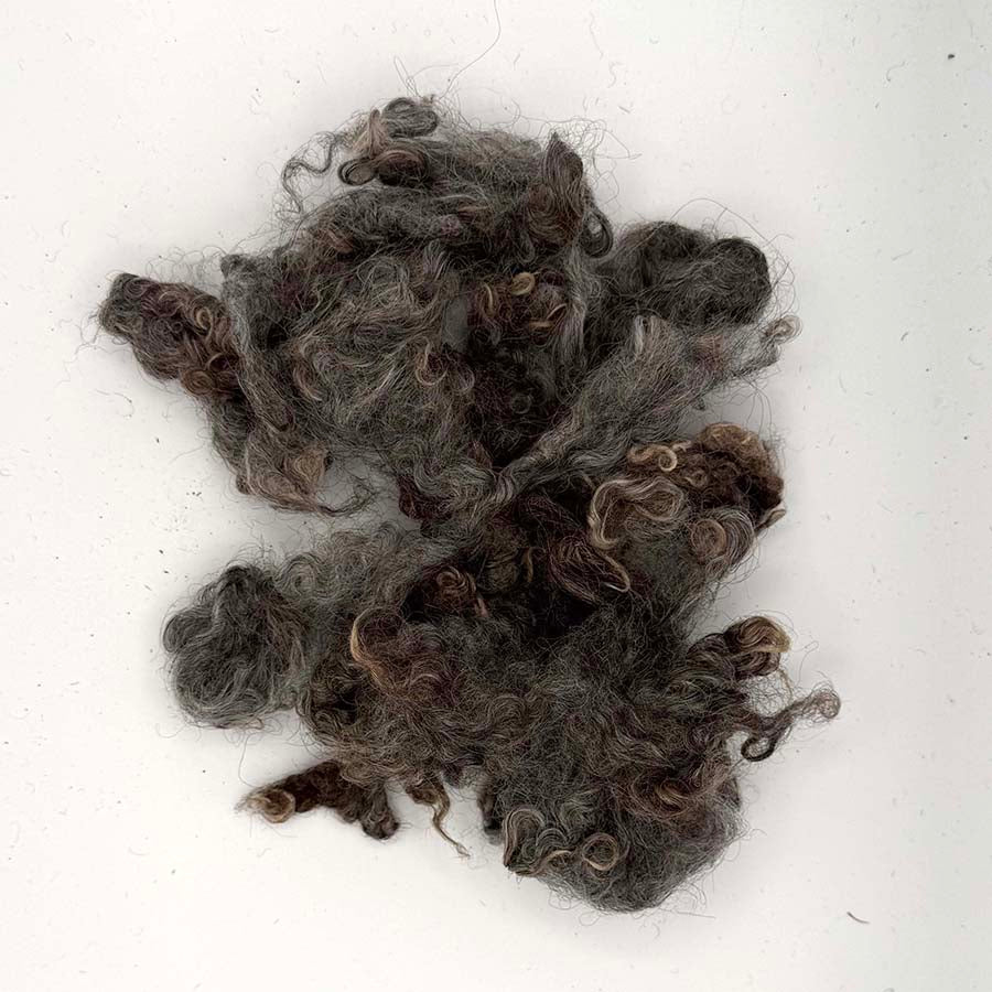 A pile of curly, dark brown and gray wool fibers, likely sheep's wool or a wool blend, photographed on a plain white background.