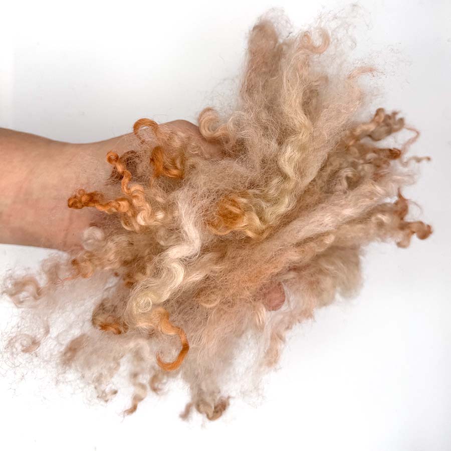 Close-up of a hand holding fluffy beige curl locks against a white background