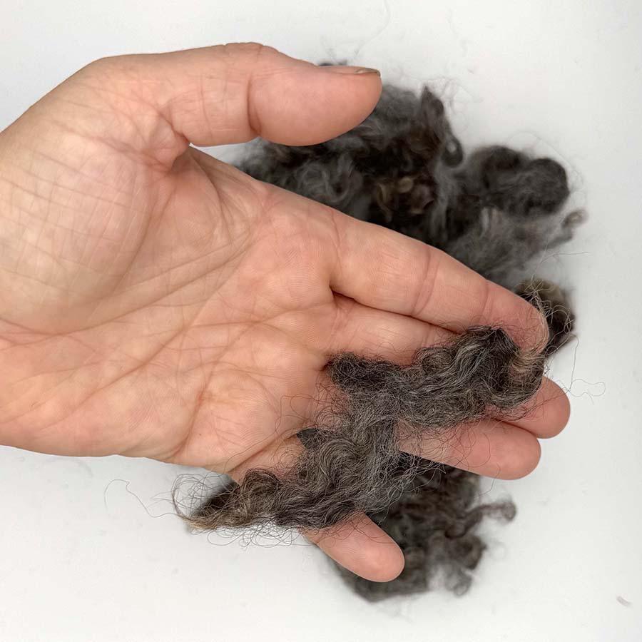 A hand holding a clump of curly dark brown to gray wool fibers against a plain white background.