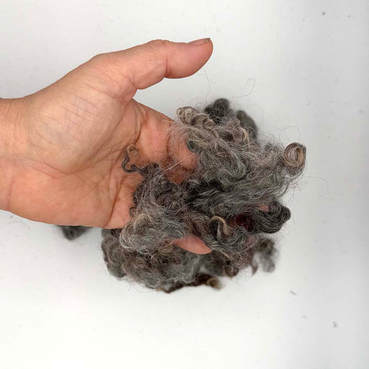 A hand holding a clump of curly gray and black wool fibers against a plain white background.
