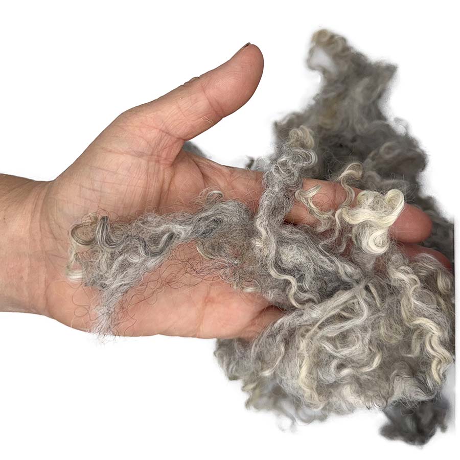 Natural light grey curly wool locks held in hand to show curl and texture