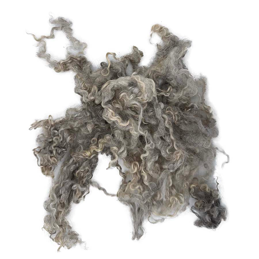 Natural light grey curly wool locks spread out on a white background