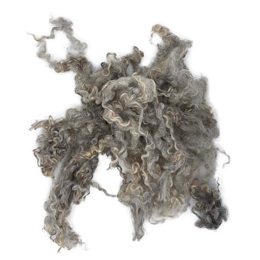 Natural light grey curly wool locks spread out on a white background