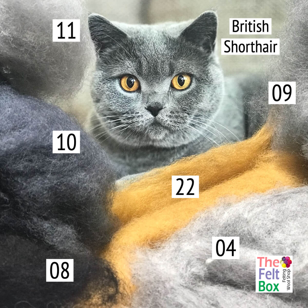 Felting Wool Set British Shorthair Cat Wool Only 50g