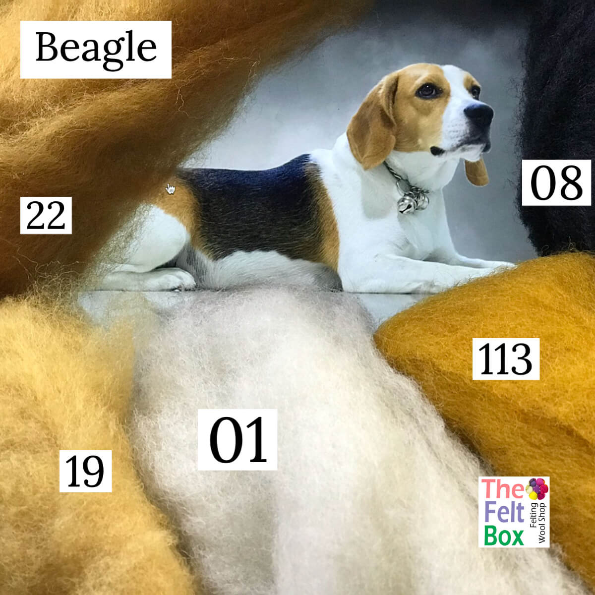 Felting Wool Set Beagle Wool Only 50g